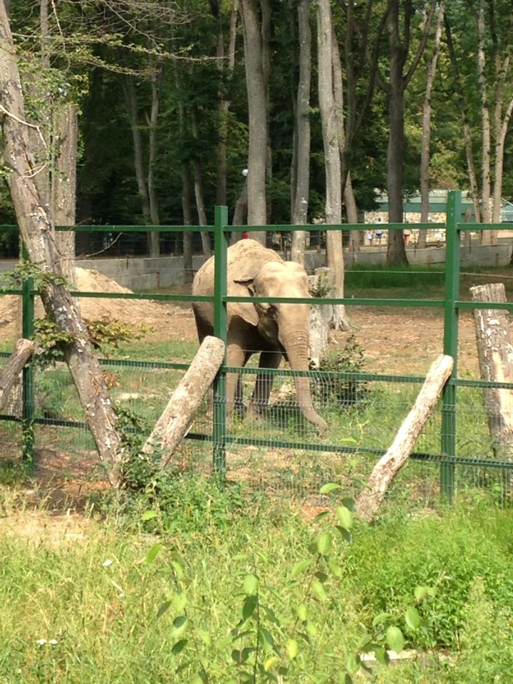 elefant zoo mures
