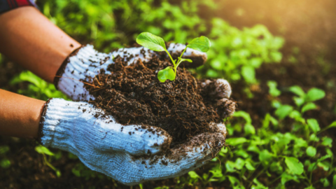 activități agricole